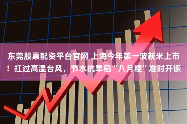 东莞股票配资平台官网 上海今年第一波新米上市！扛过高温台风，节水抗旱稻“八月粳”准时开镰
